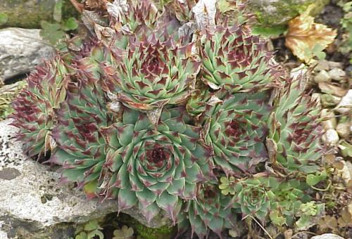 A close up of the sempervivum calcareum succulent